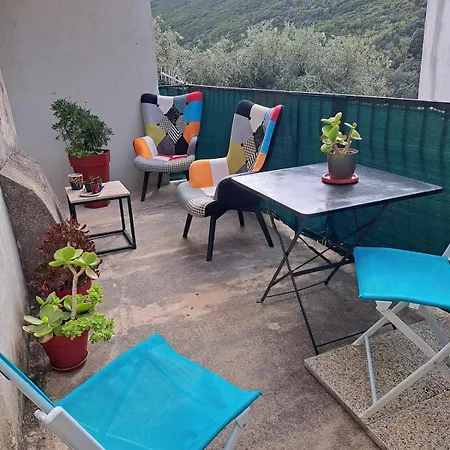 T2 Silgaggia Brando